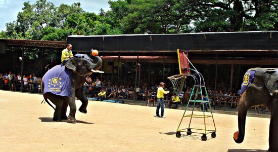 Pattaya Elephant Balls Show